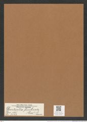 Denticella fimbriata (Grev.) Grun (de-Toni-Nr.: Genus 125, Species 3523) Zeichnungen Sammlung Grunow Mappe 03705 (Herbarium_W_Grunow_drawings_Folder_03705)